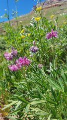 Trifolium attenuatum