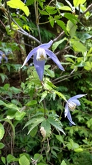 Clematis alpina
