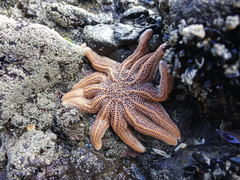 Stichaster australis