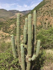 Azureocereus hertlingianus