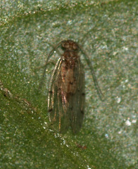 Ectopsocidae