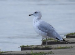 Larus delawarensis