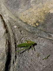 Platylyra californica