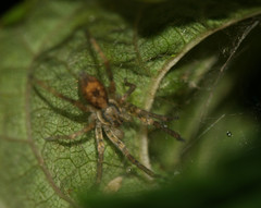 Anyphaena accentuata