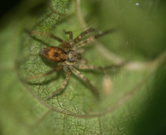 Anyphaena accentuata