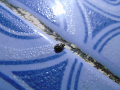 Trogoderma sternale aspericolle