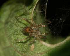 Anyphaena accentuata