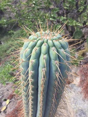 Azureocereus hertlingianus