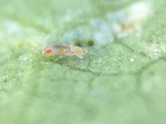 Caliothrips