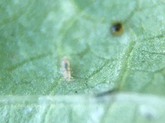 Caliothrips