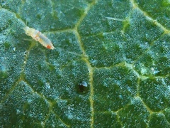 Caliothrips