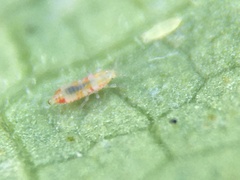 Caliothrips