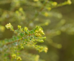 Pimelea flava flava