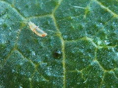 Caliothrips