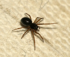Linyphiidae