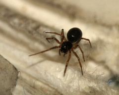 Linyphiidae