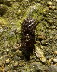 Elaphrus cupreus