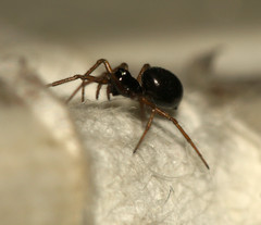 Linyphiidae