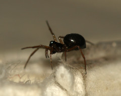 Linyphiidae