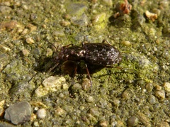 Elaphrus cupreus