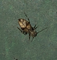 Pteroxanium kelloggi