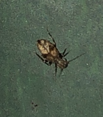 Pteroxanium kelloggi