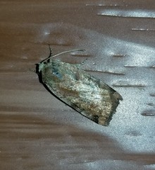 Cryptocala acadiensis