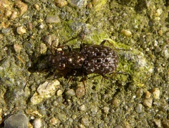 Elaphrus cupreus