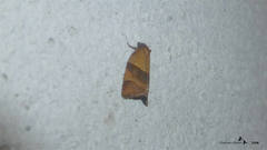 Philedone gerningana