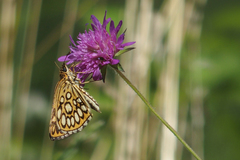 Heteropterus morpheus