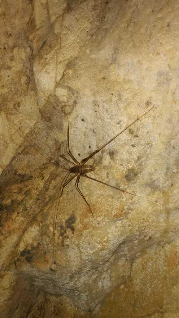 Bended Cave-cricket