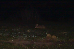 Lepus sinensis formosus