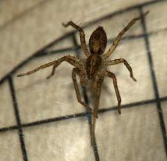 Anyphaena accentuata