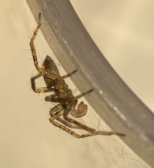 Anyphaena accentuata