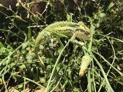 Bradypodion thamnobates