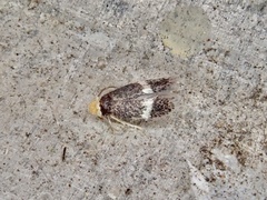 Ectoedemia similella