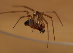 Steatoda grossa