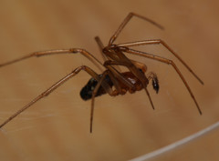 Steatoda grossa