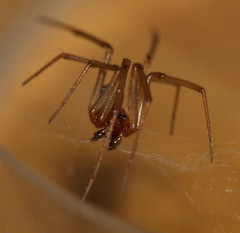 Steatoda grossa