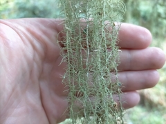 Usnea angulata