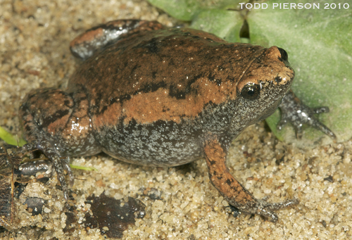 Eastern Narrow-mouthed Toad