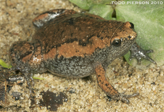 Eastern Narrow-Mouthed Toad photo 2