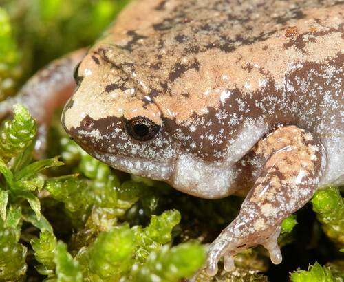 Eastern Narrow-mouthed Toad