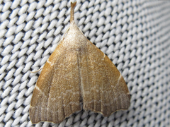 Ectogonia butleri