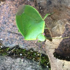 Glaucias amyoti