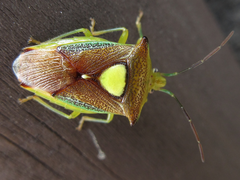 Sastragala scutellata