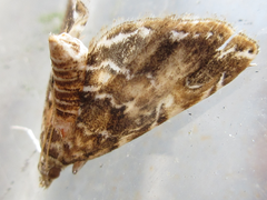 Elophila turbata