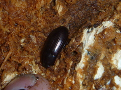 Uloma tenebrionoides