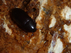 Uloma tenebrionoides