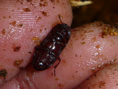 Uloma tenebrionoides